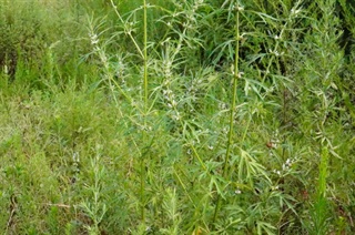 益母草_本草纲目