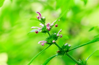 益母草_本经逢原