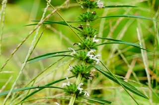 益母草_药性解