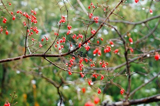 山茱萸_本草思辨录