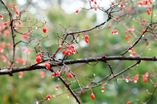 山茱萸_证类本草