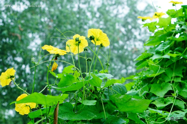 阳台种植丝瓜