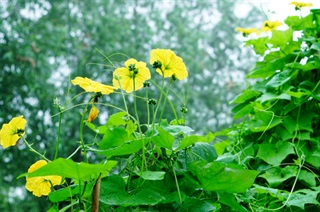 阳台种植丝瓜