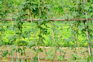 春豆角的种植方法