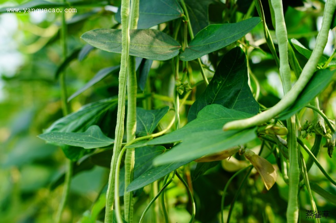 豇豆种植注意事项