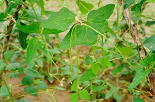 豇豆种植注意事项