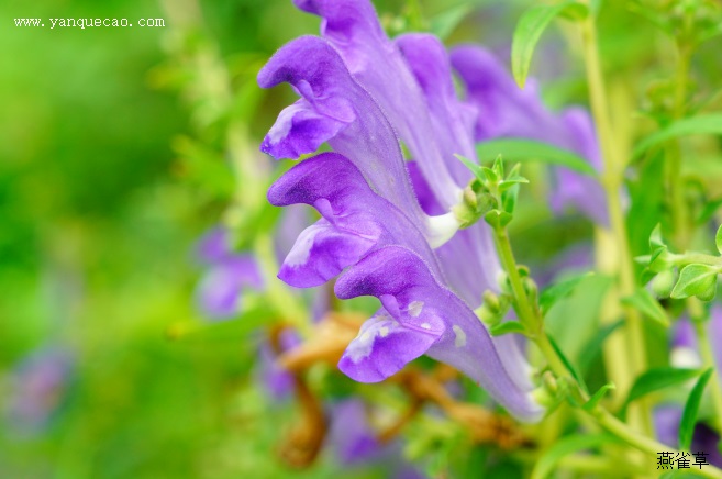 黄芩