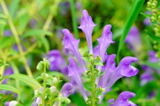 黄芩_本草乘雅半偈