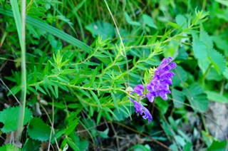 黄芩_本草经疏