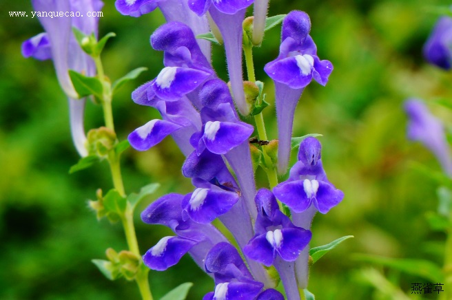 黄芩_本草新编