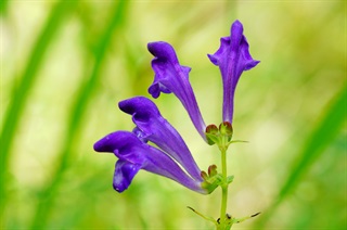 黄芩_神农本草经百种录