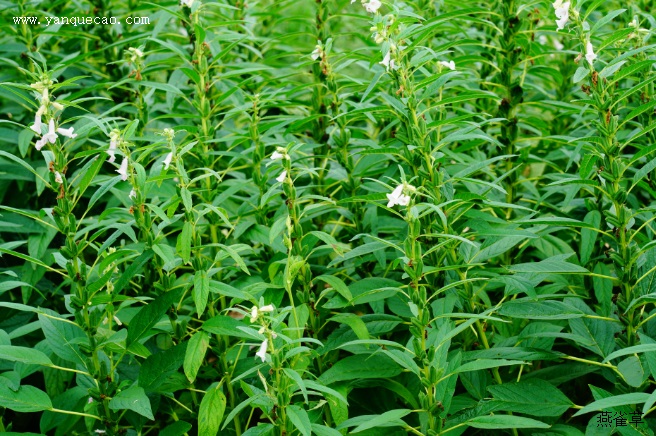 芝麻种植技术