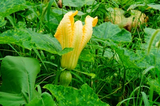 南瓜的种植技术