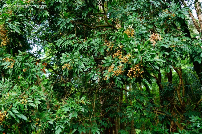 龙眼的种植要点