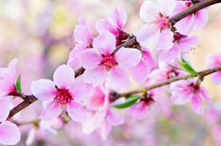 桃树花期的管理方法
