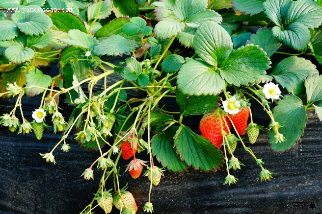 大棚草莓常见问题及解决办法