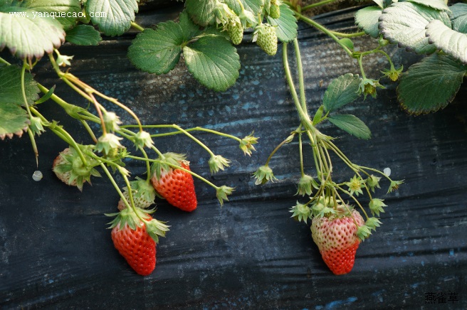 冬季草莓保根的方法
