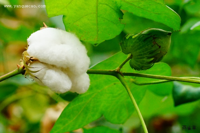 棉花花铃期的管理方法