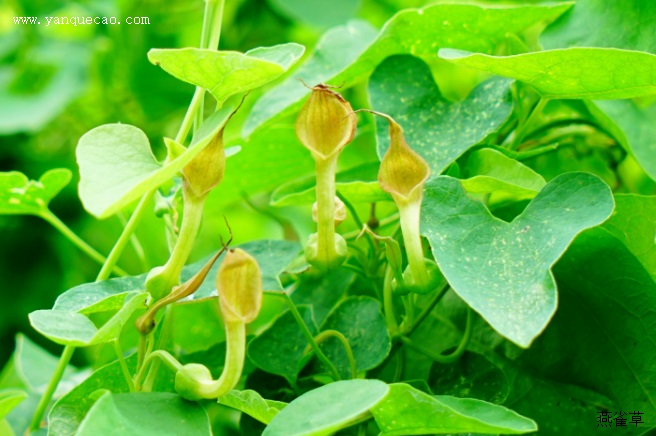 药用植物 中药图谱 马兜铃_证类本草 臣禹锡等谨按药性论云:马兜铃,平