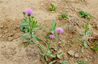 小蓟_本草新编