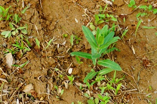 大小蓟_证类本草