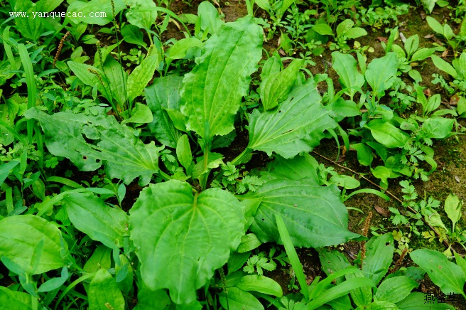 车前草_雷公炮炙论