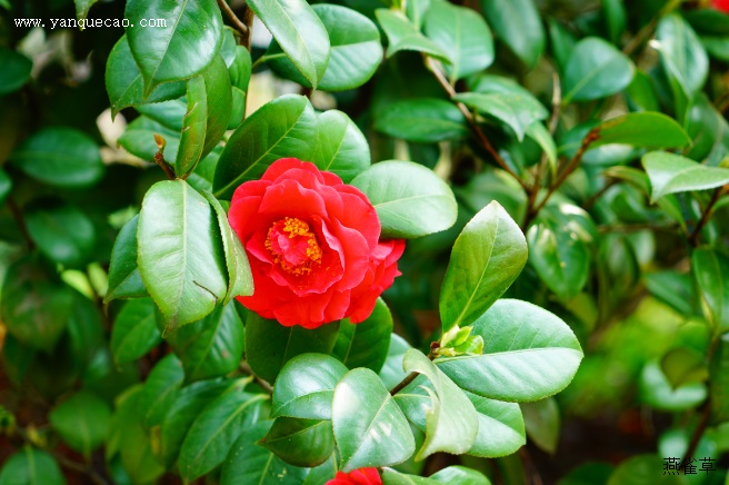 山茶花室内养殖方法