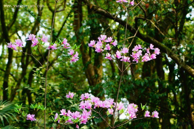 杜鹃花有毒吗