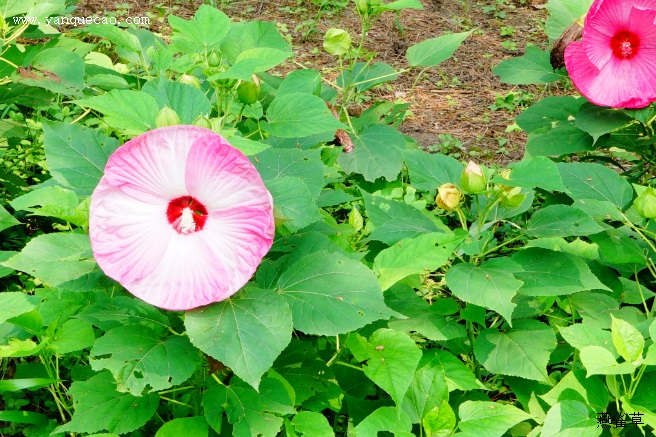 芙蓉葵花语