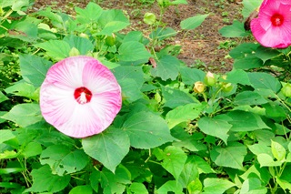 芙蓉葵花语