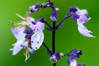 蓝萼香茶菜