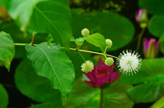 风箱树叶