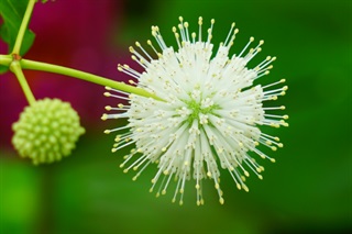 风箱树花