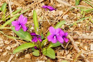 紫花地丁