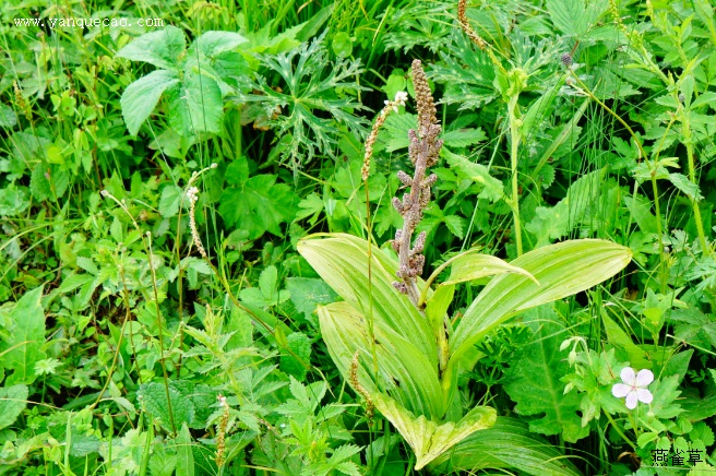 驼梁植物记