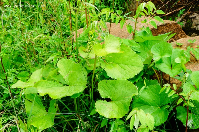 驼梁植物记