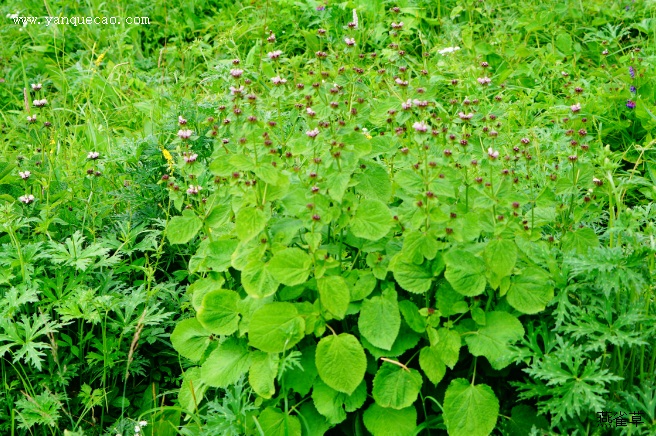 驼梁植物记