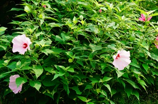 大花芙蓉葵的栽培方法