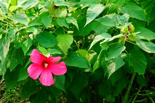 大花芙蓉葵的介绍