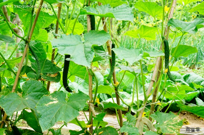 黄瓜的栽培技术