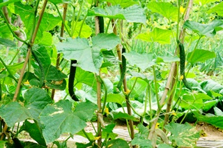 黄瓜的栽培技术