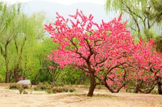 有关柳树的古诗《游山西村》