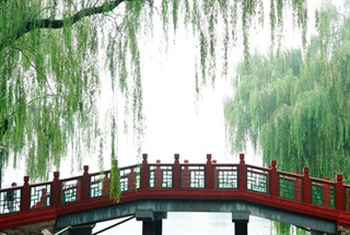 有关柳树的古诗《雨霖铃·秋别》