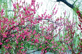 有关柳树的古诗《长相思·花似伊》