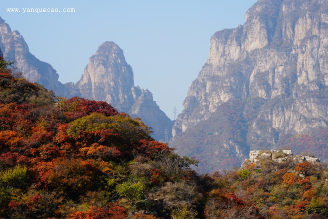 有关枫树的古诗《踏莎行·秋入云山》 有关枫树的古诗《踏莎行·秋入云山》