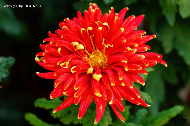 有关菊花的古诗《过故人庄》 有关菊花的古诗《过故人庄》