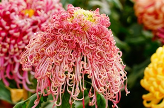 有关菊花的古诗《菊花》