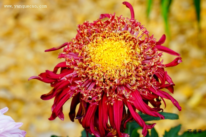 有关菊花的古诗《饮酒其五》 有关菊花的古诗《饮酒其五》