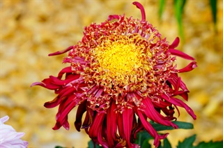 有关菊花的古诗《饮酒其五》