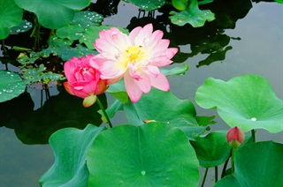 有关荷花的古诗词《采莲曲》